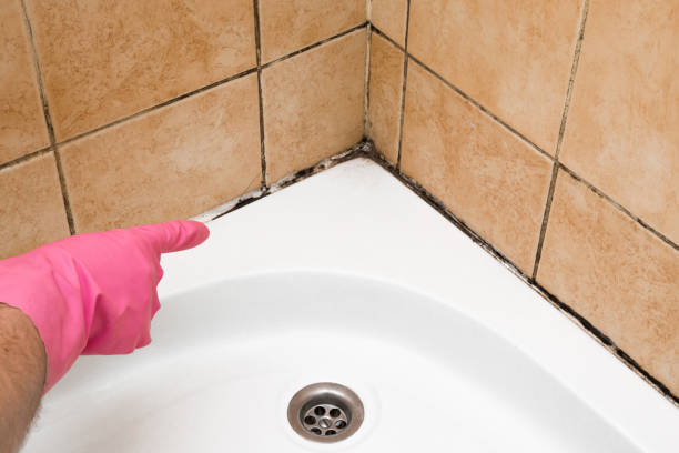 Best White Mold Remediation in Reedspt, OR